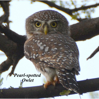 Pearl-spotted Owlet